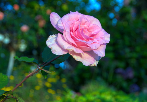 IMGP0865RGRS