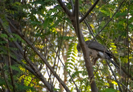 IMGP1315RGRS