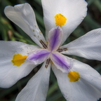 IMGP2818RGRS
