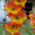 IMGP2954RGRS