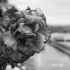 IMGP2969RGRS