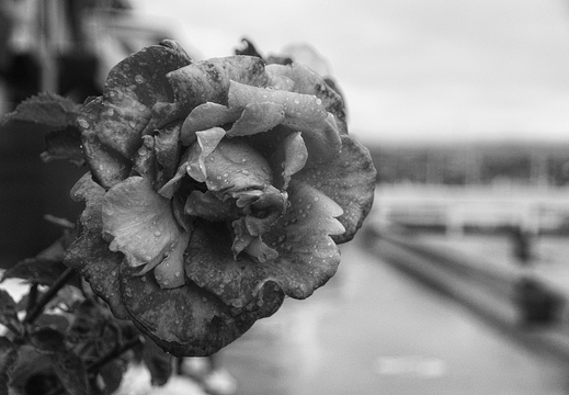 IMGP2969RGRS