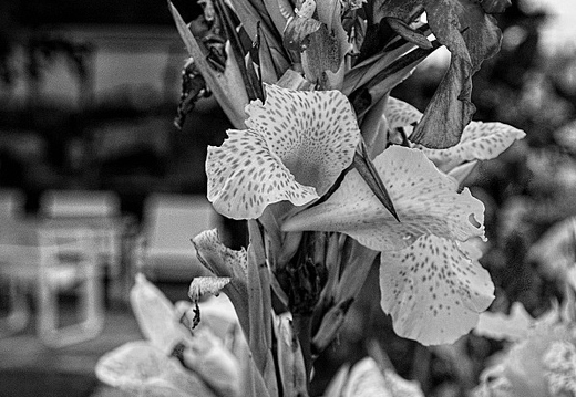 IMGP2991RGRS