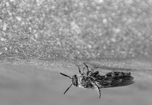 IMGP3070RGRS