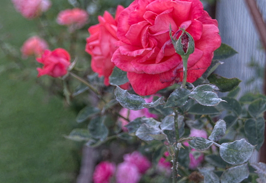 IMGP3962RGRS