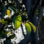 IMGP4674RGRS