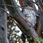 IMGP4744RGRS-70