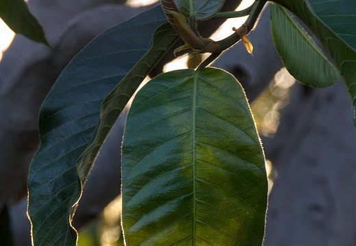 IMGP4755RGRS