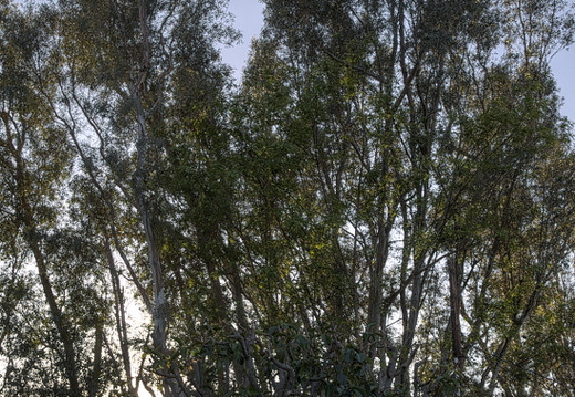 IMGP4778-4782RGRS
