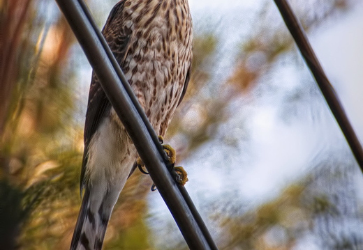 IMGP6014RGRS