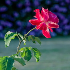IMGP6104RGRS