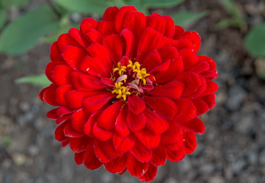 IMGP6125RGRS