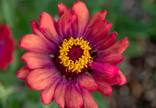 IMGP6126RGRS