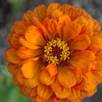 IMGP6127RGRS