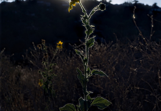 IMGP7968-7971RGRS