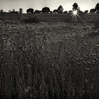 IMGP8796RGRS