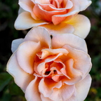IMGP0659RGRS