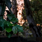 IMGP7647RGRS