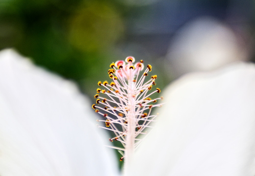 IMGP8316RGRS2