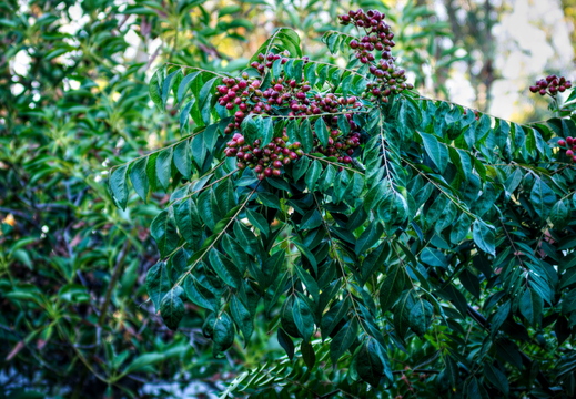 IMGP8656RGRS