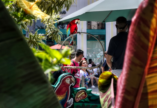 IMGP1466RGRS
