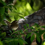 IMGP1355rgrs