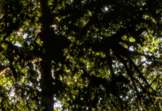 IMGP2777c2