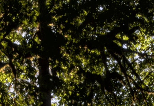 IMGP2777c1