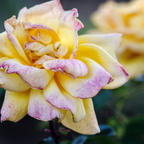 IMGP5213rgrs