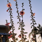 IMGP0639rgrs