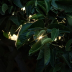 IMGP9127rgrs