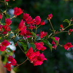 IMGP9145grs
