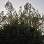 IMGP3926rgrs