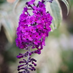 IMGP5170-1