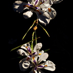 IMGP5267-3rgrs