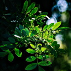 IMGP5279-1rgrs