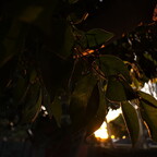 IMGP7185