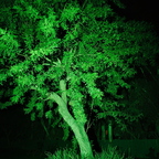 IMGP7752r2