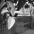 IMGP1192rgrs