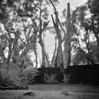 IMGP1524rgrs