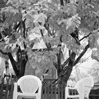 IMGP1563-1rgrs