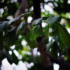 IMGP2088rgrs