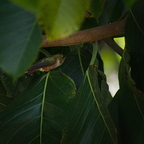 IMGP9677-1
