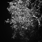 IMGP2643-1rgrs