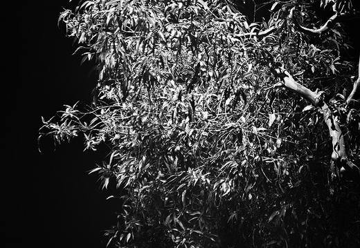 IMGP2643-1rgrs