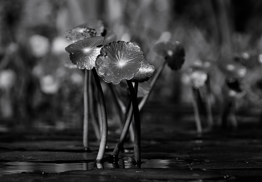 IMGP0023-2