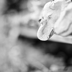 IMGP3845rgrs