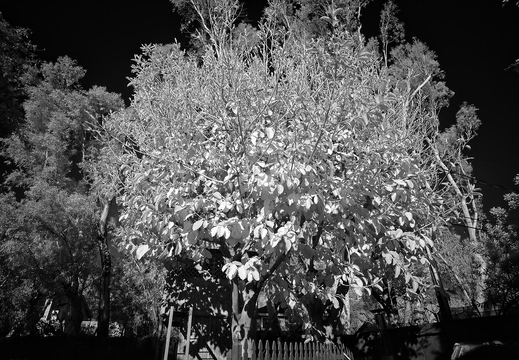 IMGP4037rgrs2