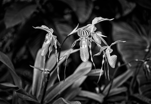 IMGP3412rgrs3