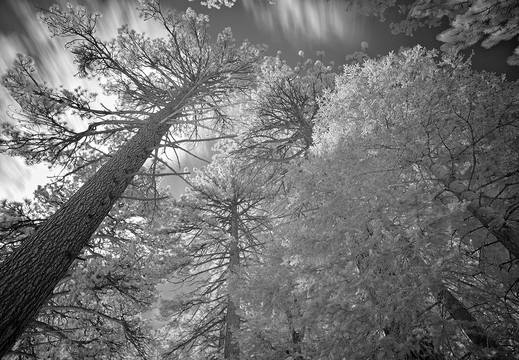 IMGP4337rgrs